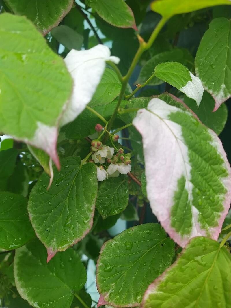 Actinidia kolomikta fruit