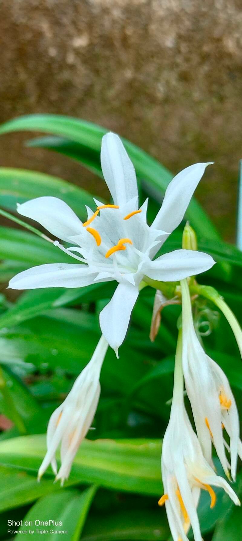 Pancratium triflorum flower