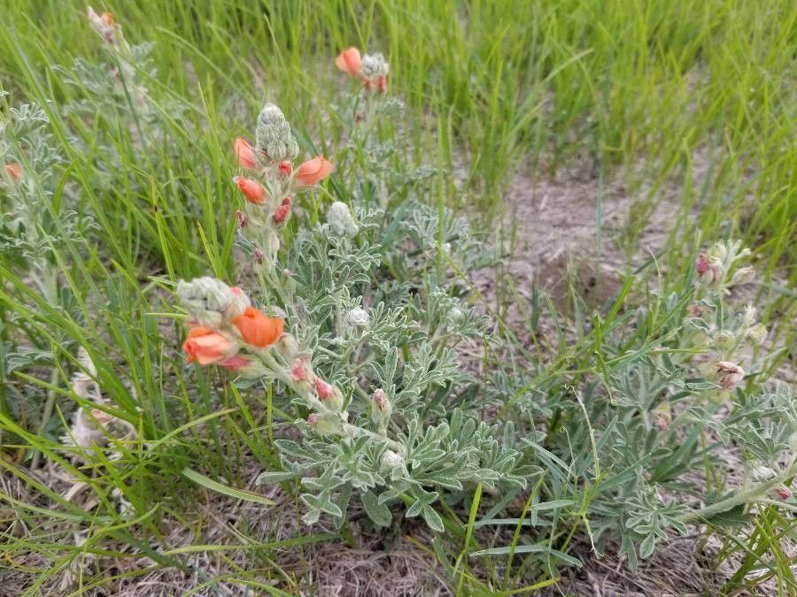 Sphaeralcea coccinea flower