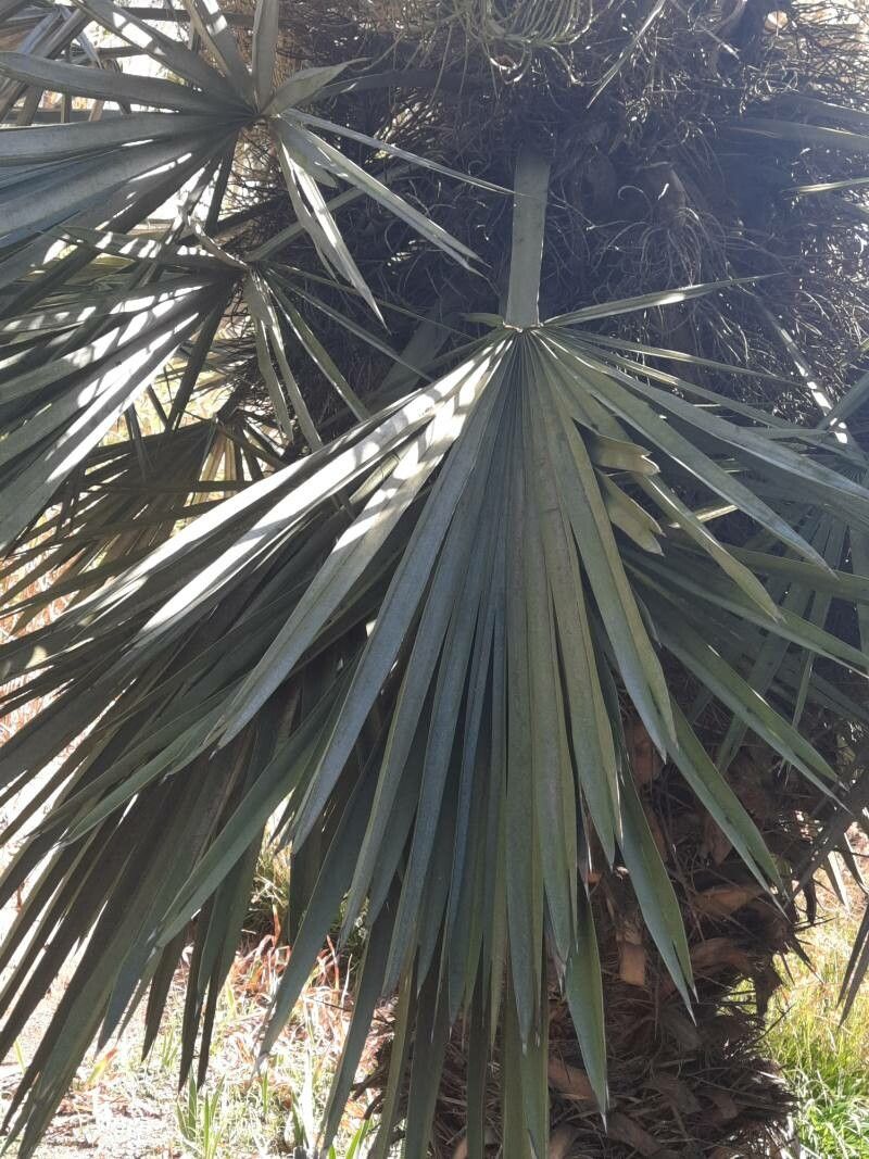 Trithrinax acanthocoma leaf