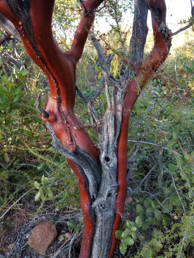 Arctostaphylos columbiana bark