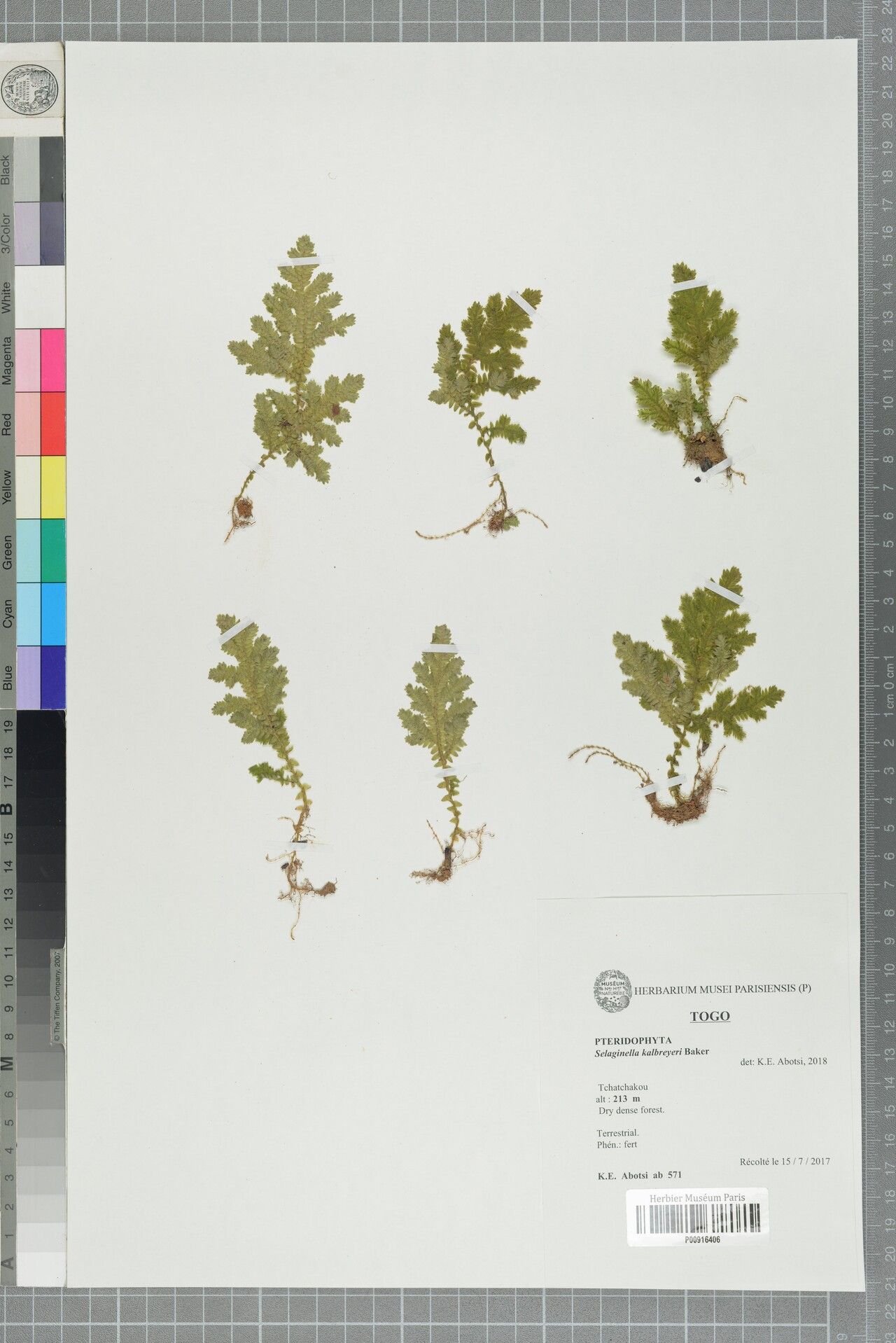 Selaginella kalbreyeri — houseplant care guide