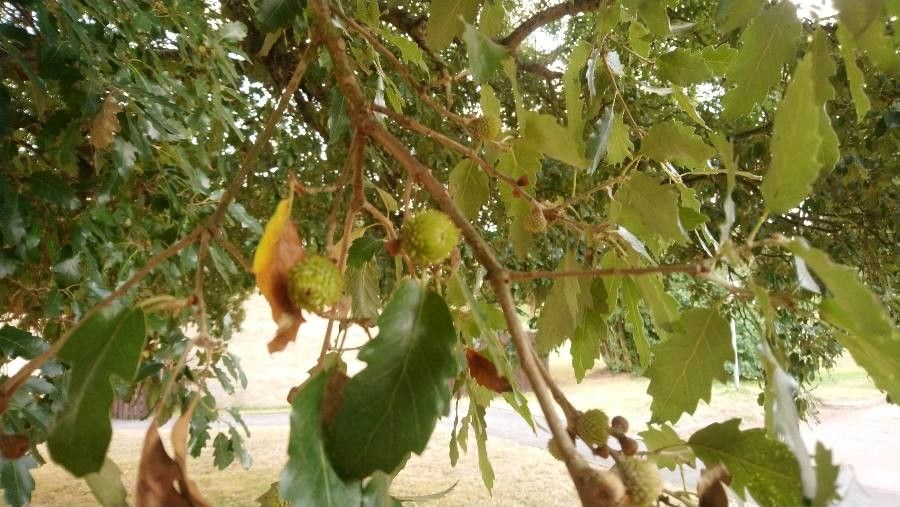 Quercus x lucombeana fruit