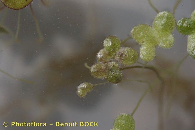 Lemna turionifera other