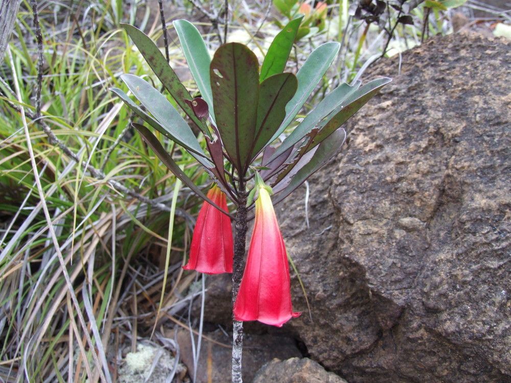 Thiollierea neriifolia habit