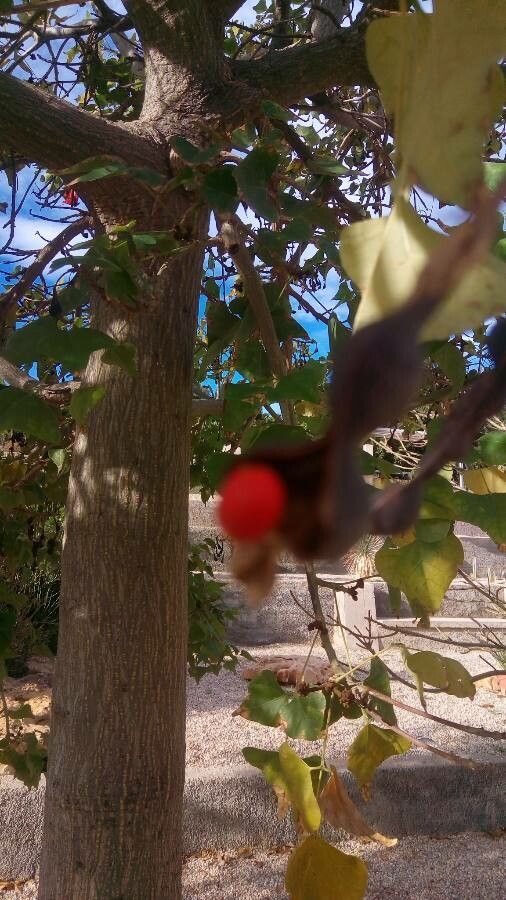 Erythrina lysistemon fruit