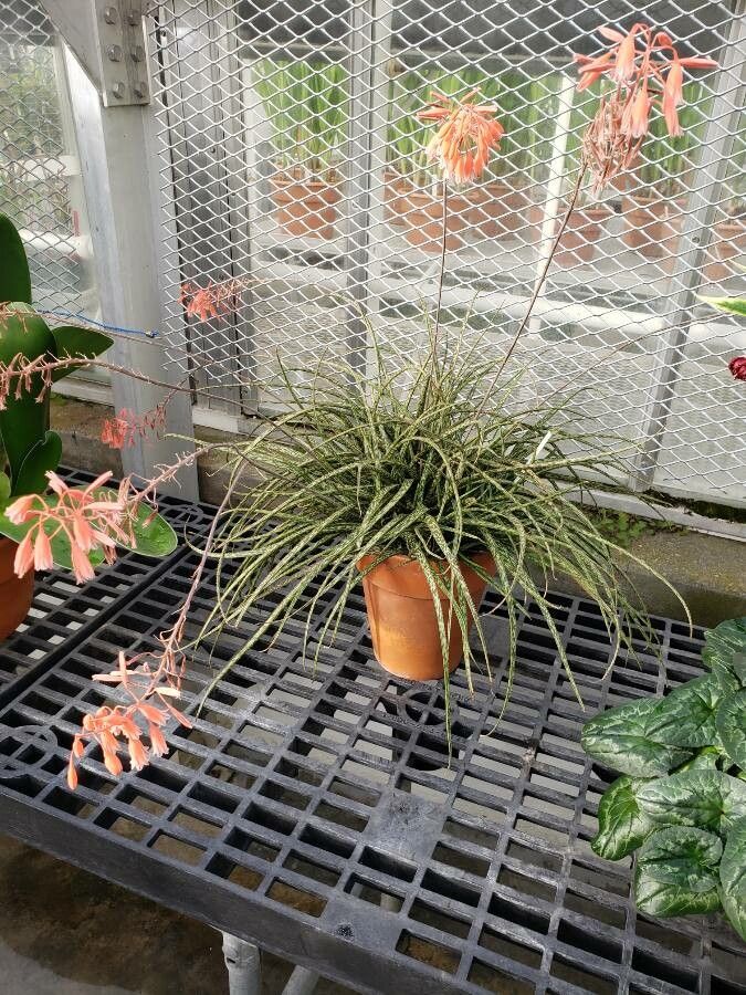 Aloe bellatula habit