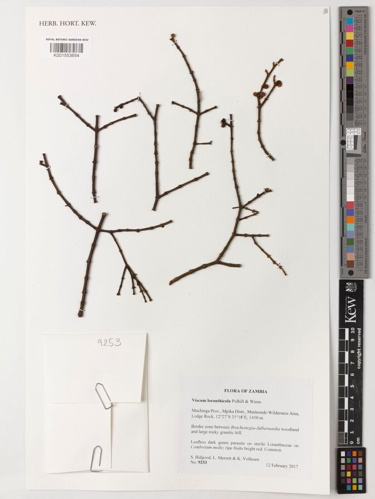 Viscum loranthicola — houseplant care guide