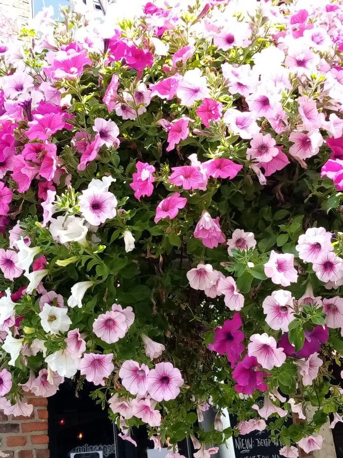 Petunia violacea fruit