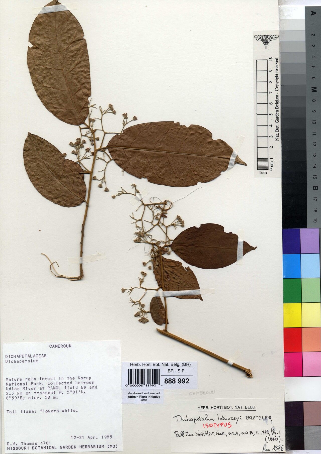 Dichapetalum letouzeyi — houseplant care guide