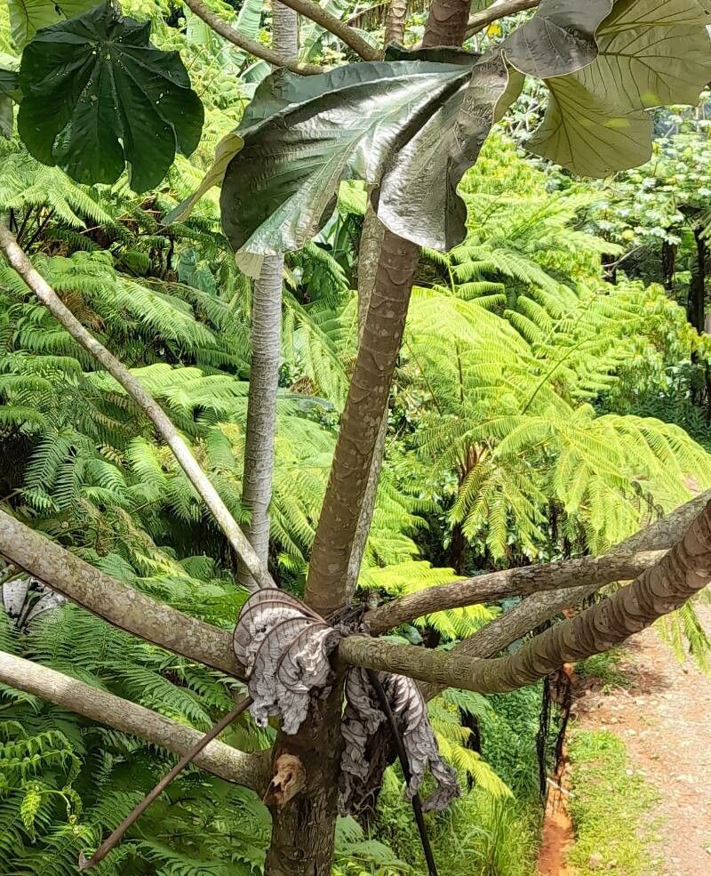 Cecropia schreberiana bark