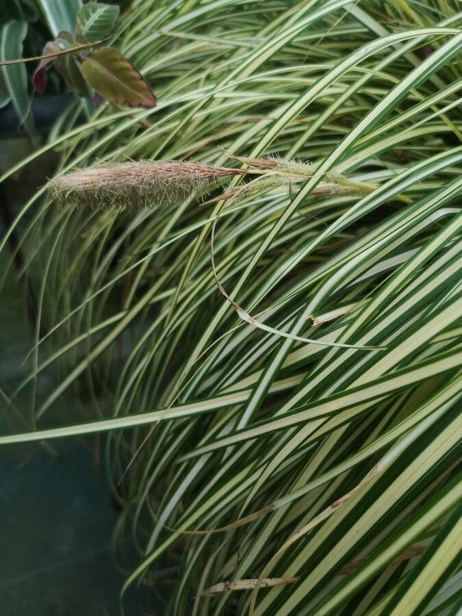 Carex ornithopoda flower