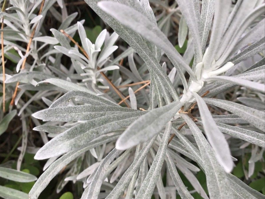 Helichrysum panormitanum leaf