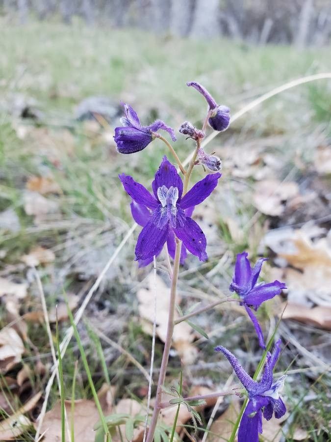 Delphinium menziesii — search result for 'Delphinium'