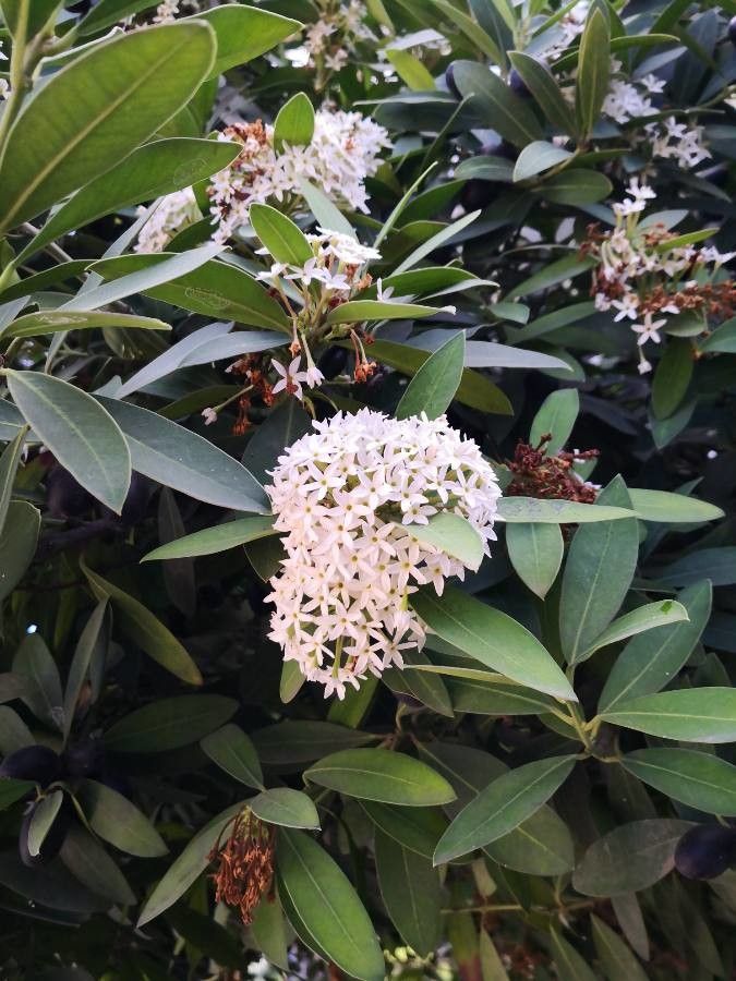 Acokanthera oblongifolia flower