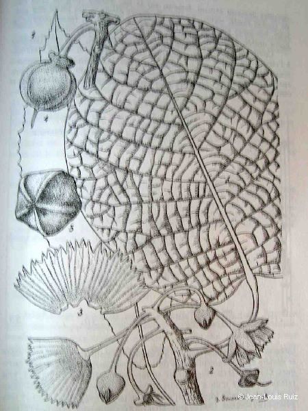 Sloanea koghiensis other