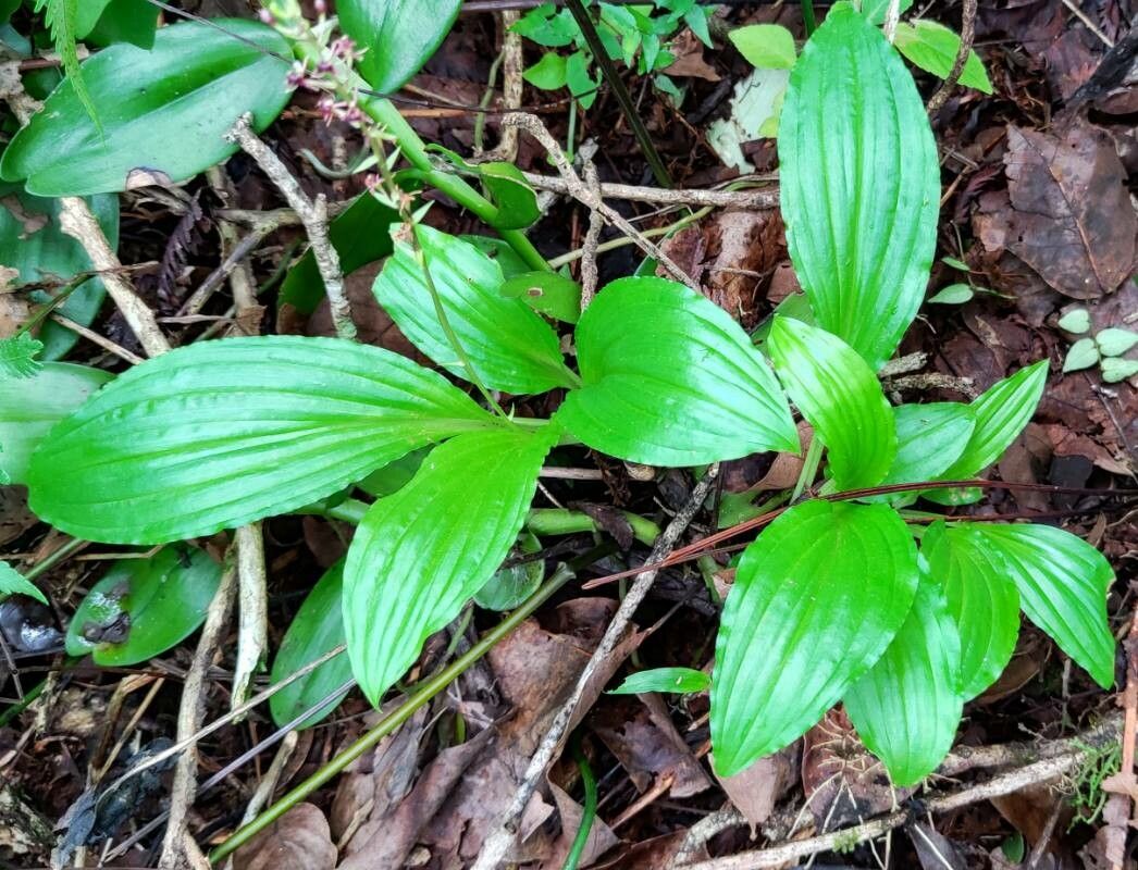 Liparis nervosa leaf