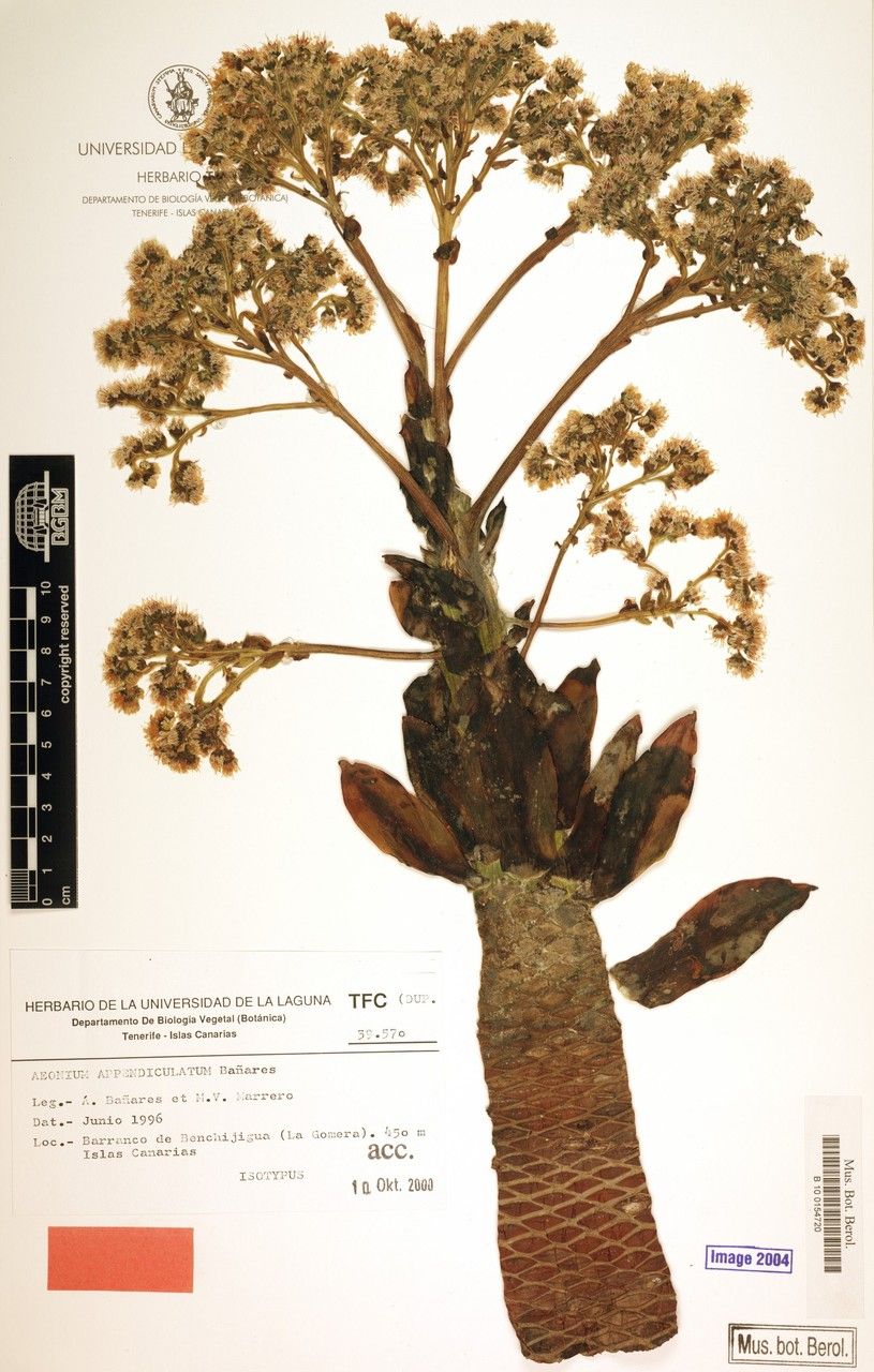 Aeonium appendiculatum bark