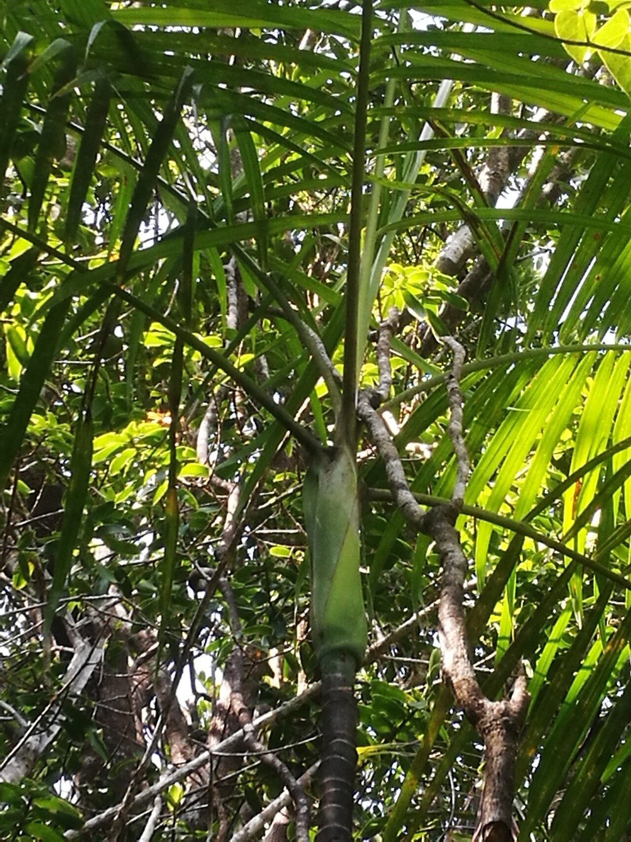 Dypsis psammophila — houseplant care guide