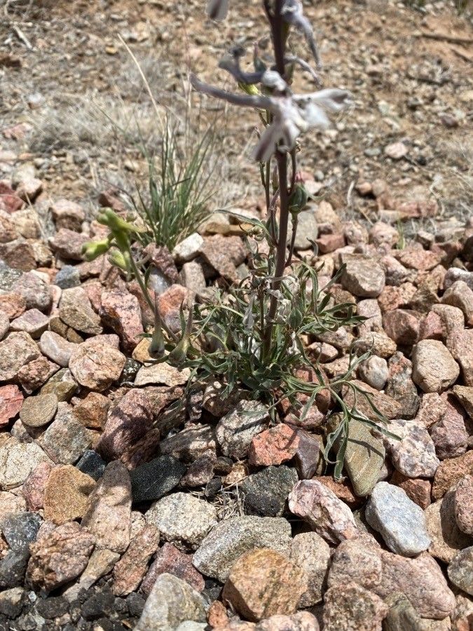 Delphinium wootonii — search result for 'Delphinium'