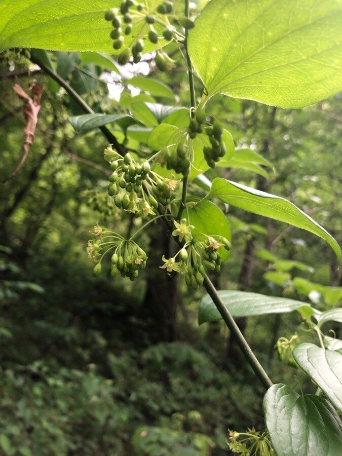 Smilax herbacea flower