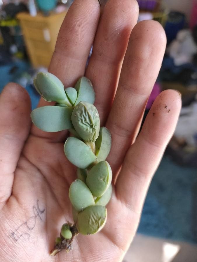 Delosperma taylorii leaf
