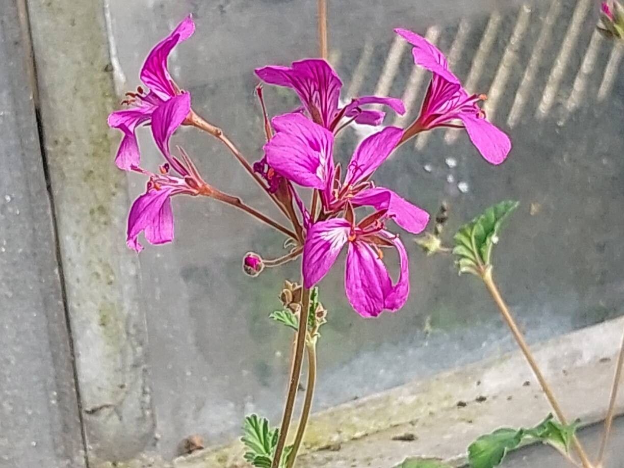 Pelargonium rodneyanum flower