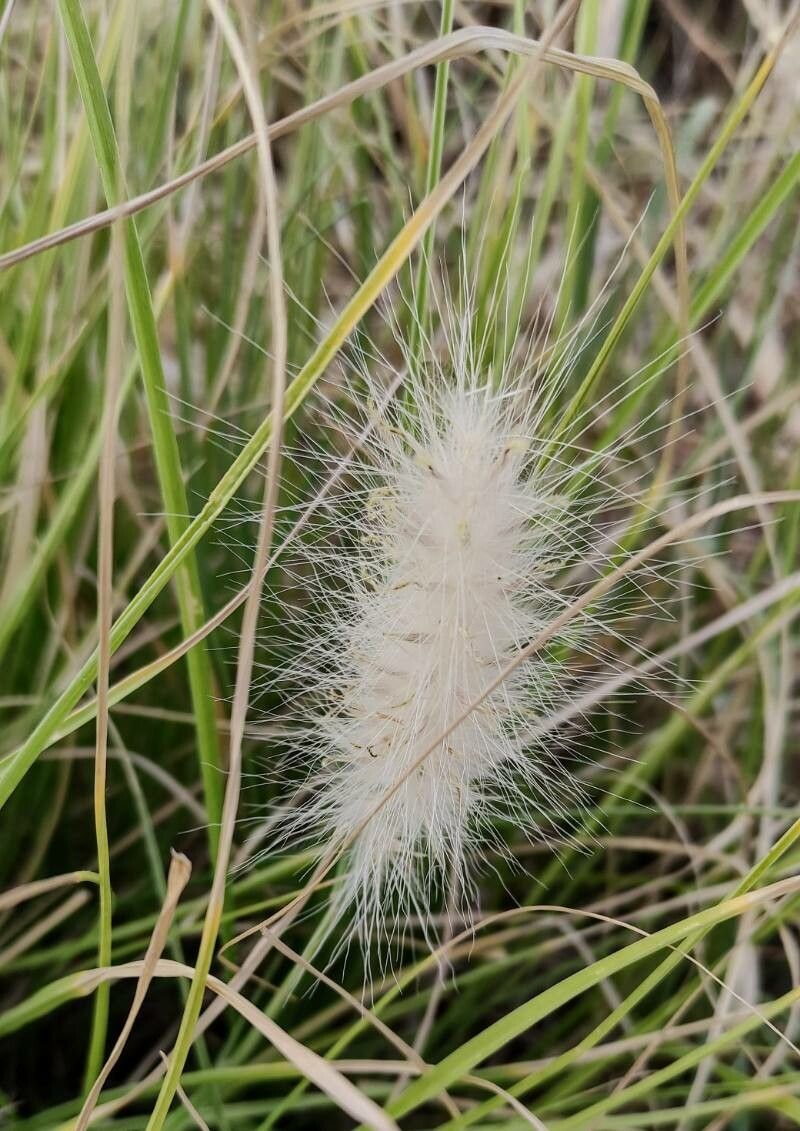 Pennisetum villosum fruit
