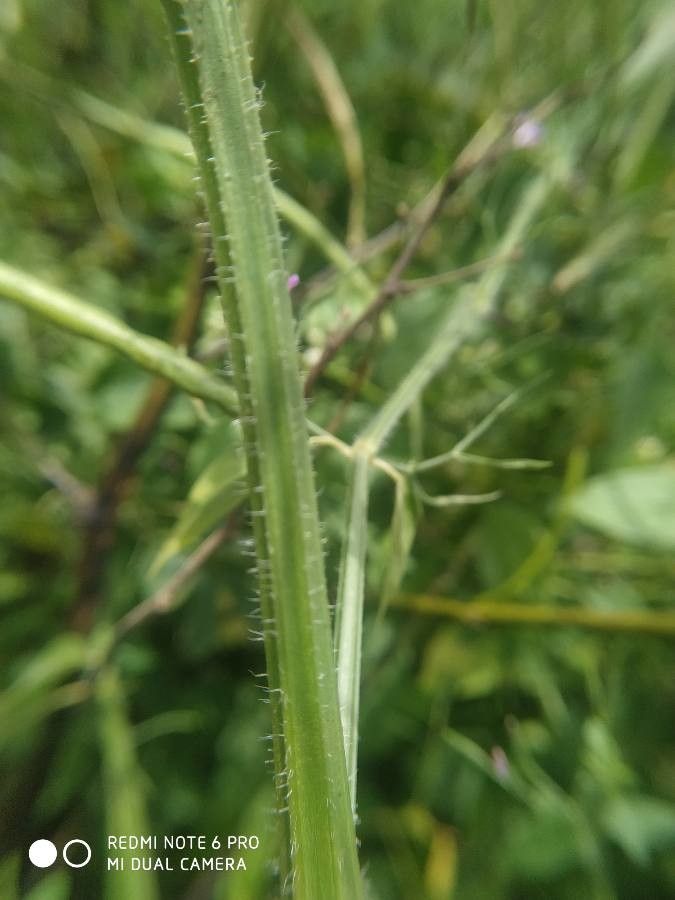 Dicliptera resupinata bark