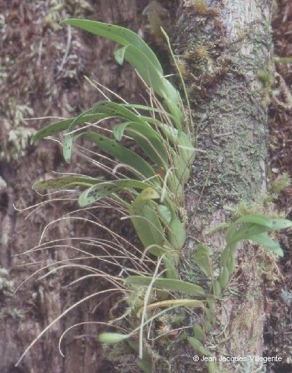 Bulbophyllum lophoglottis habit
