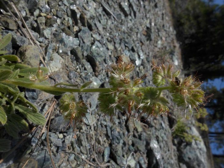 Phacelia corymbosa bark