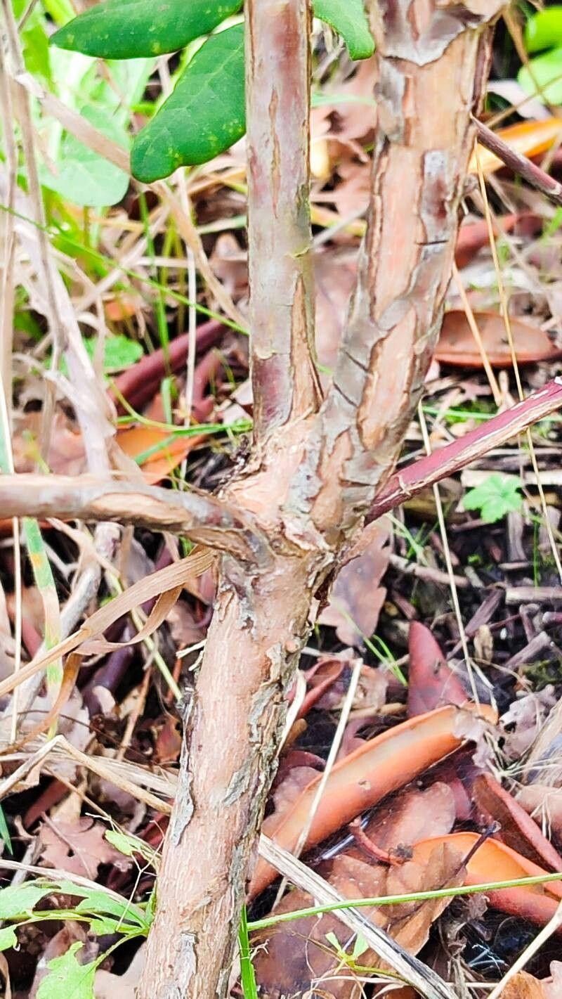 Rhododendron smirnowii bark