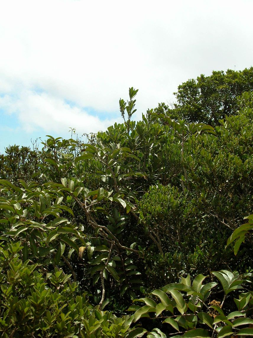 Pycnandra litseiflora habit