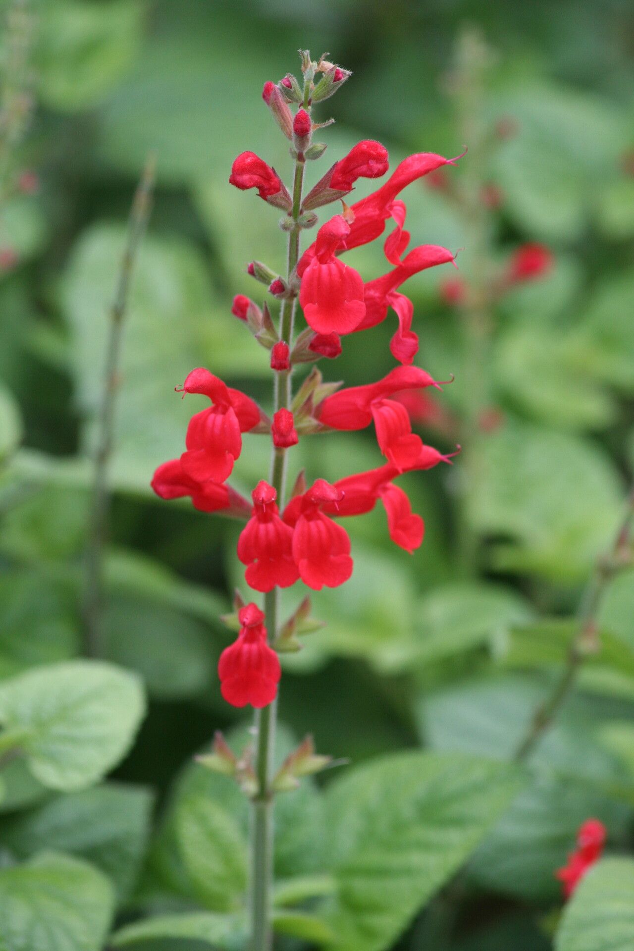 Salvia darcyi flower