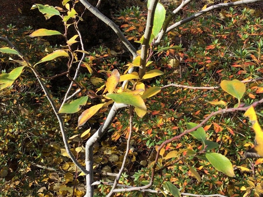 Salix cantabrica habit