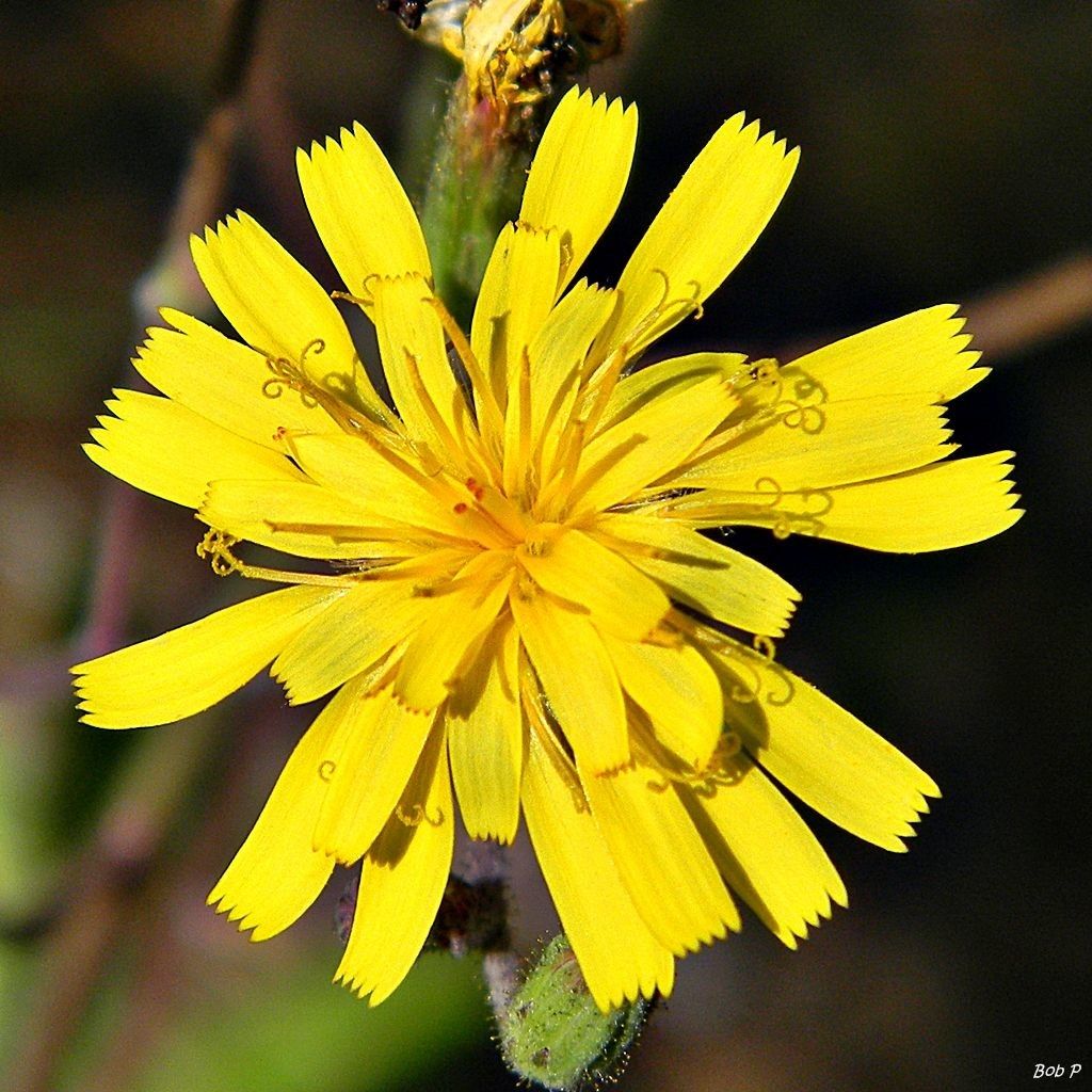 Hieracium megacephalum — search result for 'Hieracium'