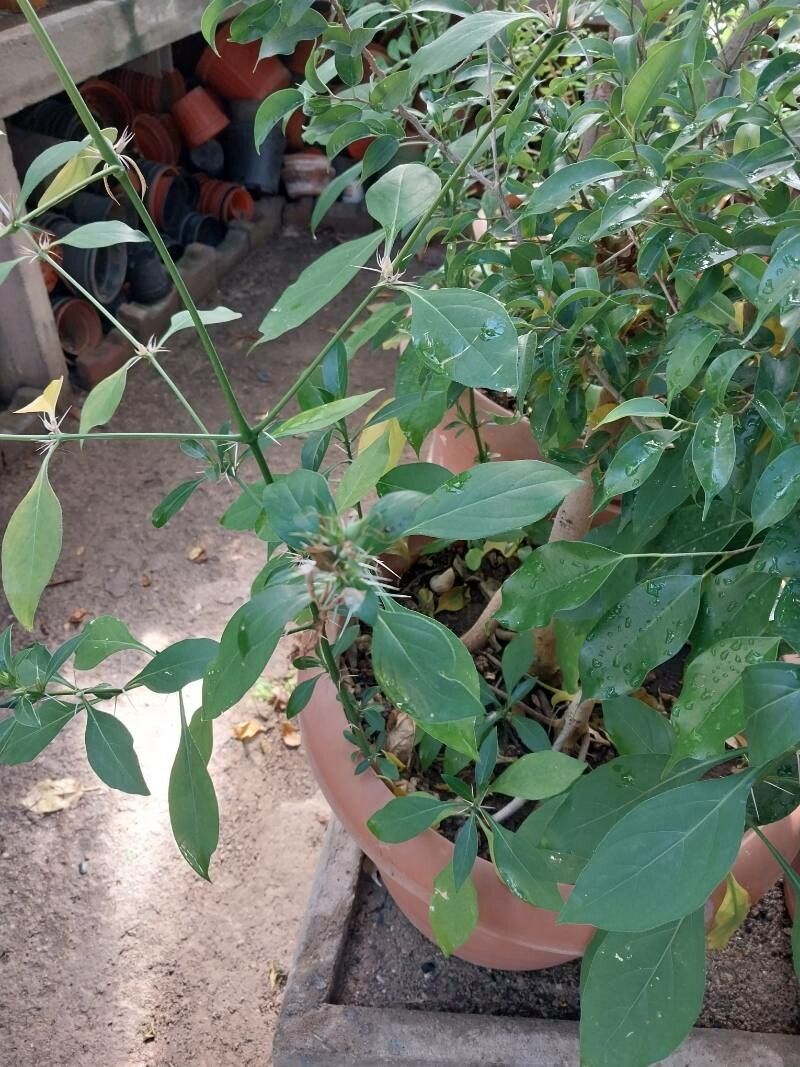 Barleria prionitis fruit