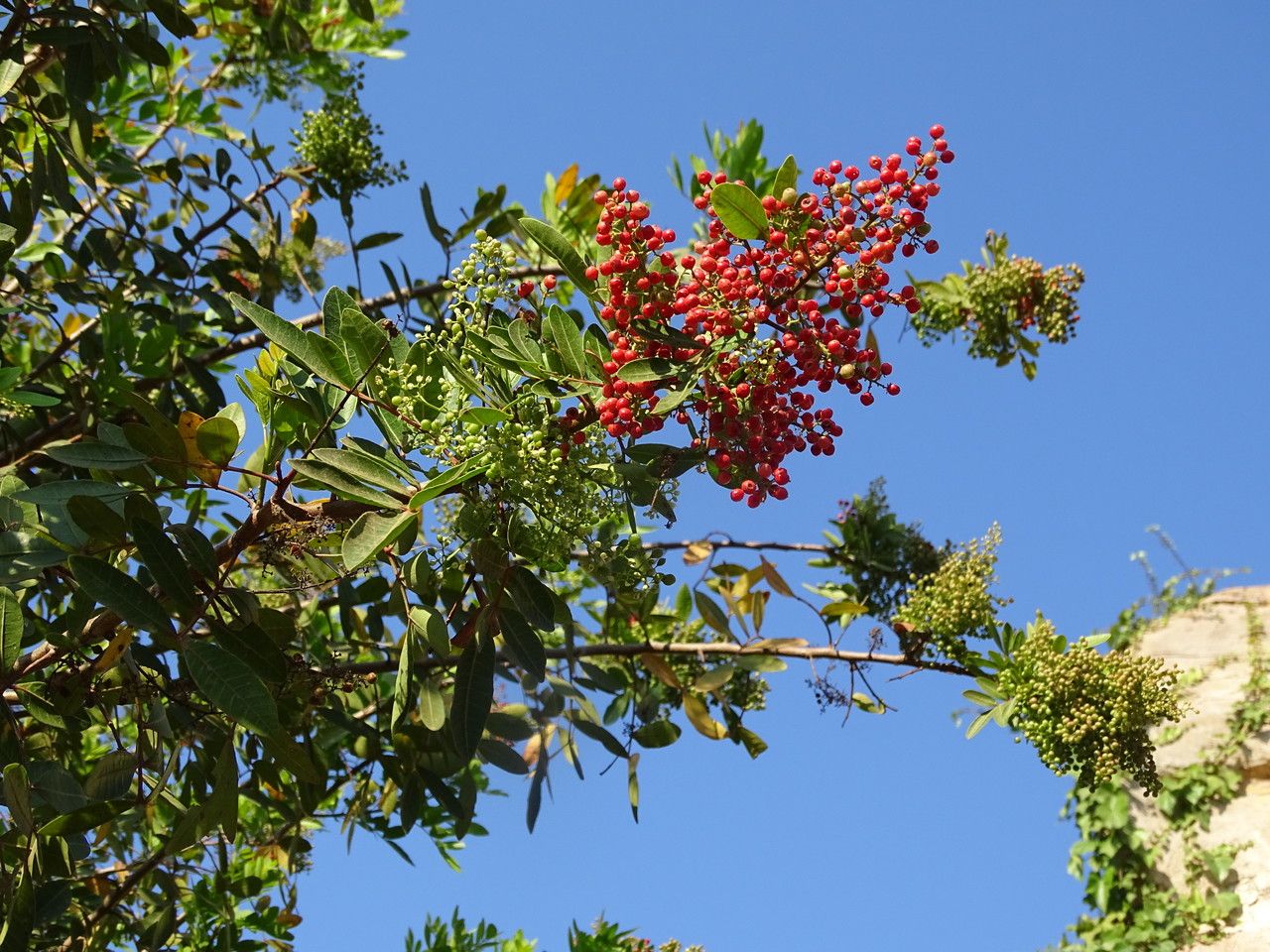 Schinus terebinthifolius fruit