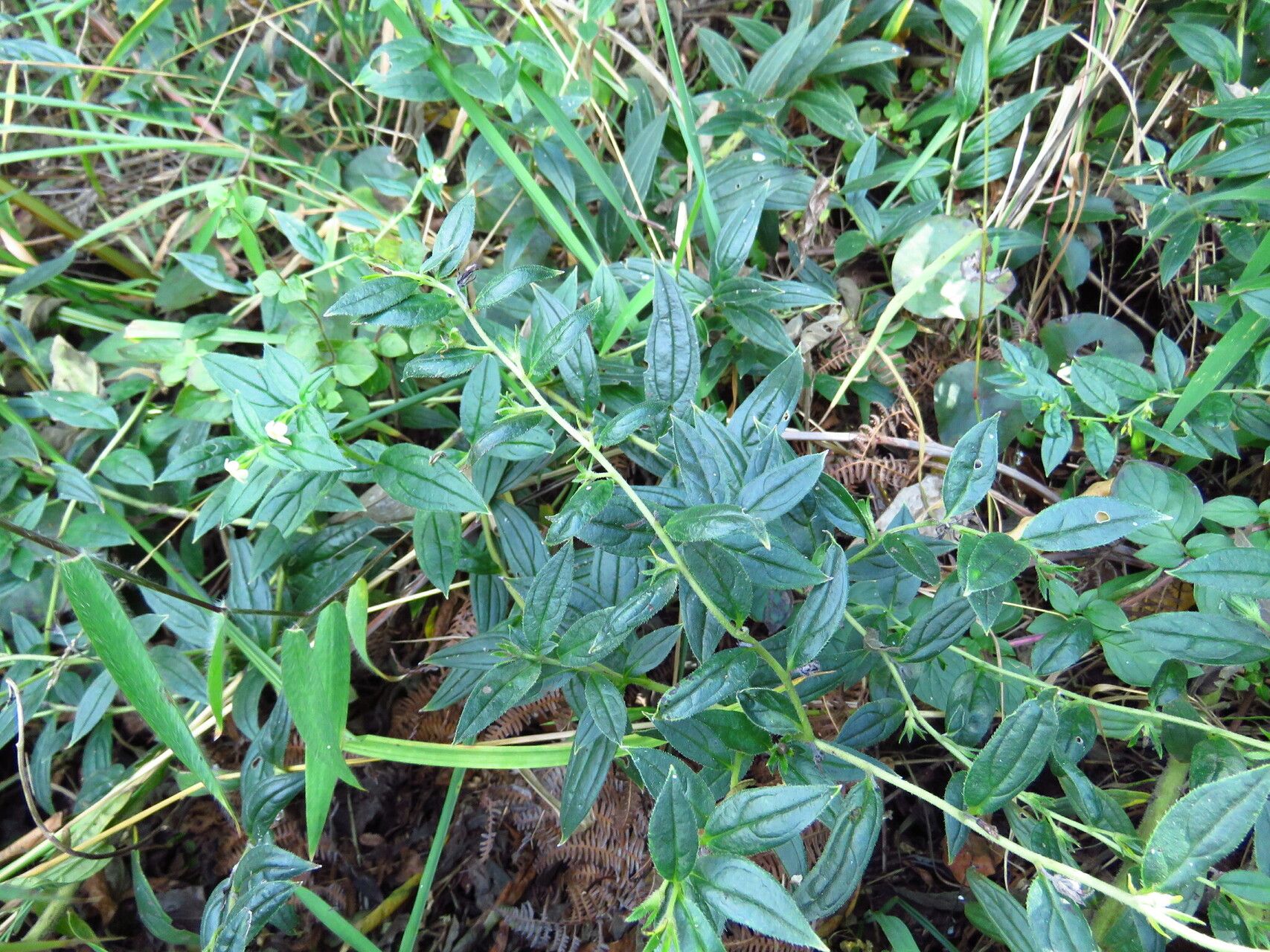 Lithospermum afromontanum habit