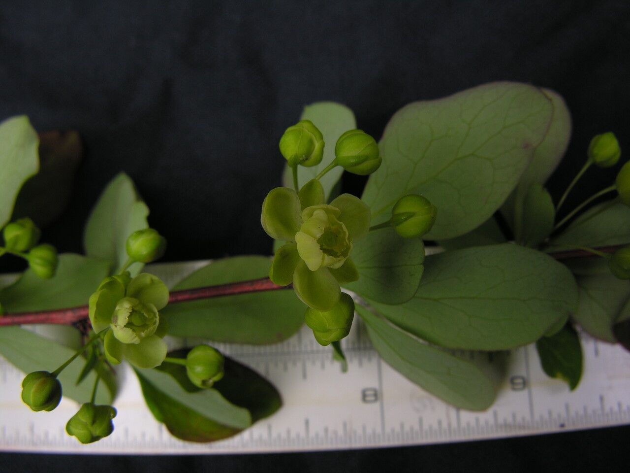 Berberis hamiltoniana habit