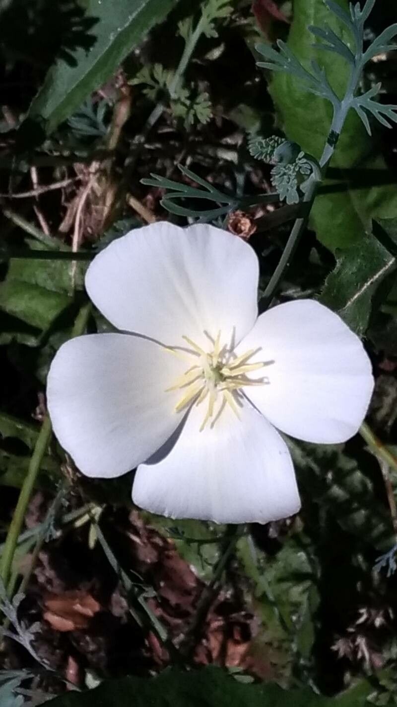 Dianthus gyspergerae flower