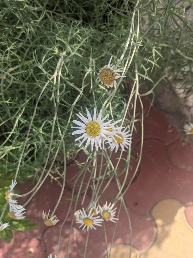 Aphanostephus ramosissimus — search result for 'Central to southwestern United States'