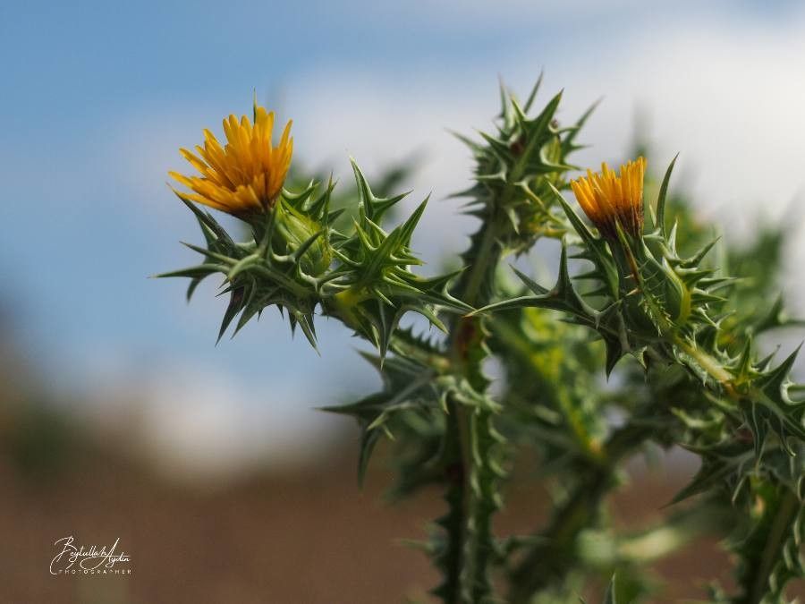 Scolymus maculatus flower
