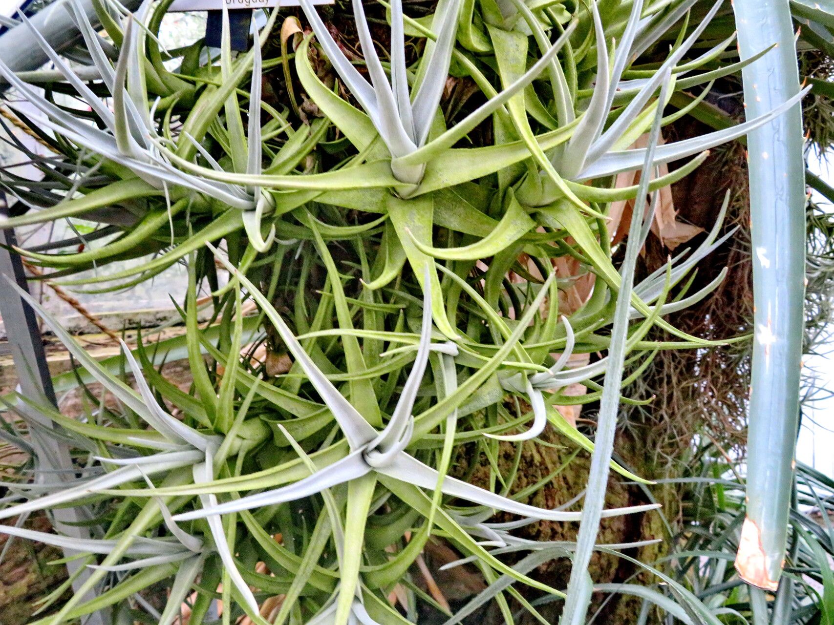 Tillandsia arequitae habit