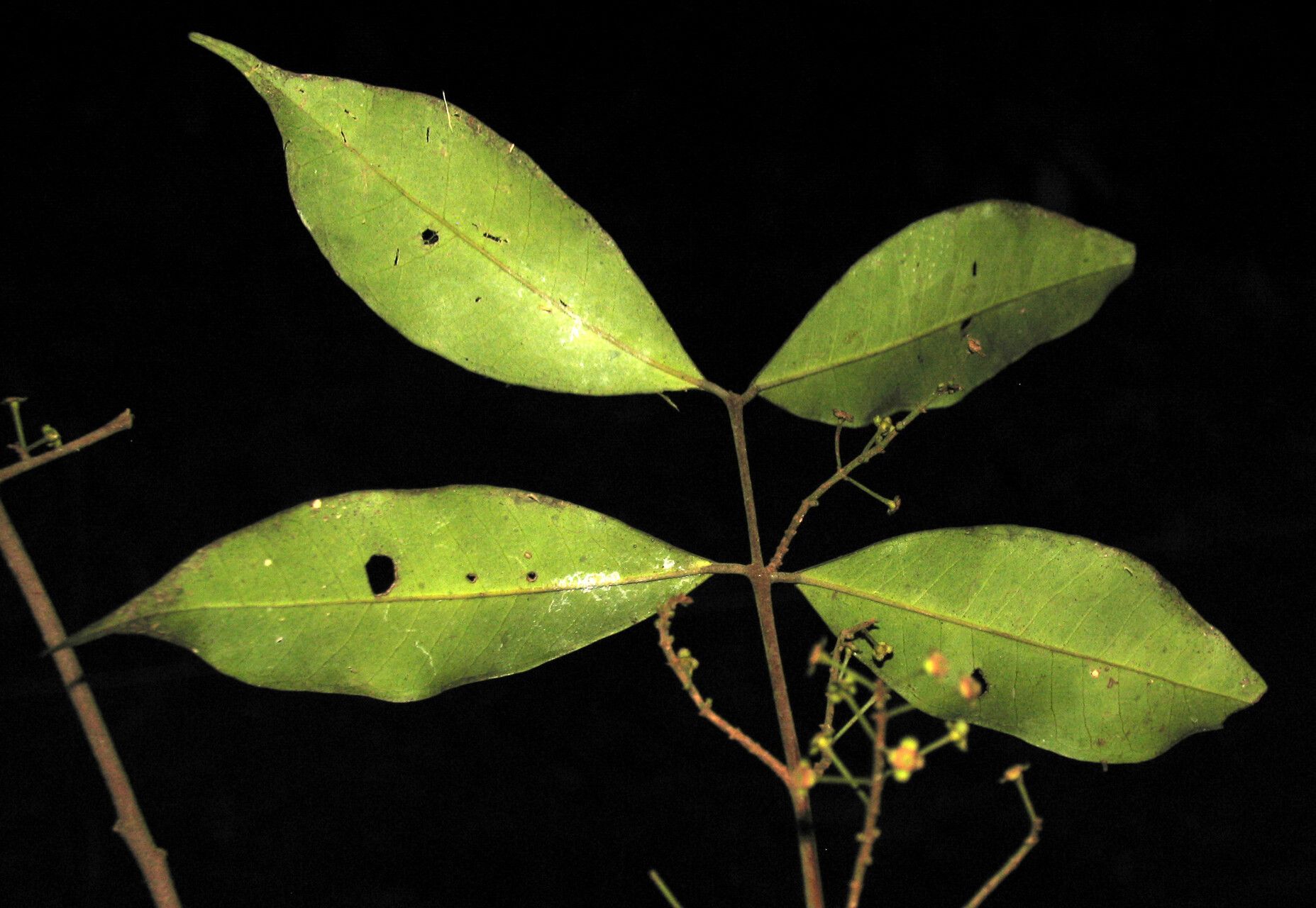 Eugenia densiracemosa — houseplant care guide