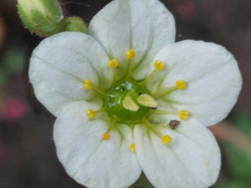 Minuartia douglasii — houseplant care guide