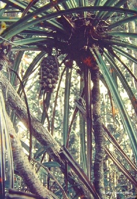 Pandanus lacuum habit