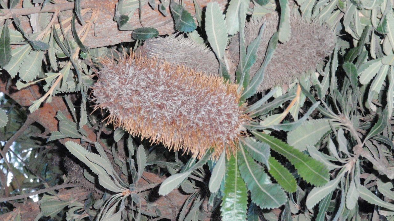 Banksia serrata flower