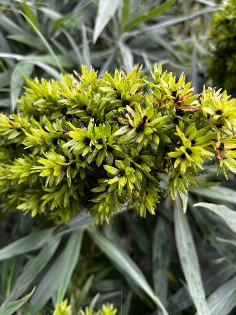Echium acanthocarpum flower