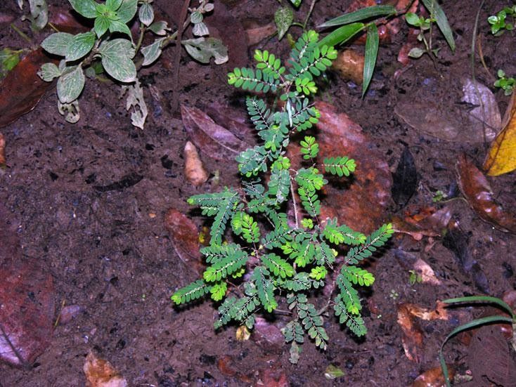 Phyllanthus stipulatus habit